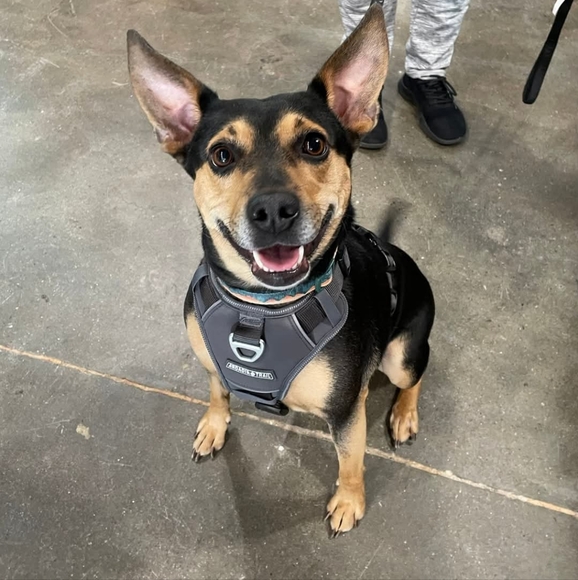 Meet your Posher, Samantha - Picture 1 of 1